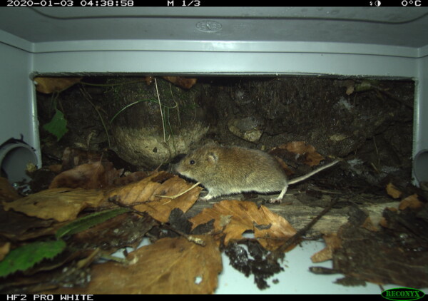 Small Mammal Camera Image